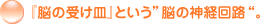 �w�]�̎󂯎M�x�Ƃ����h�]�̐_�o��H�g
